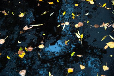 Taze asfalt ve su birikintileri sarı yapraklarda