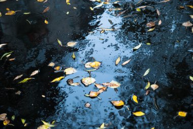 Asfalt ve su birikintileri sarı yapraklarda