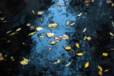 Taze asfalt ve su birikintileri sarı yapraklarda