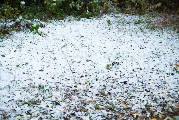 İlk kar erken sonbaharda yeşil çim kaplı. — Stok fotoğraf