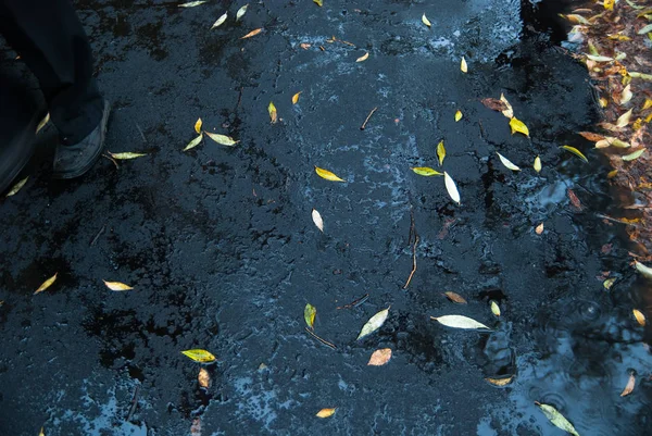 Folhas amarelas em asfalto e poças — Fotografia de Stock