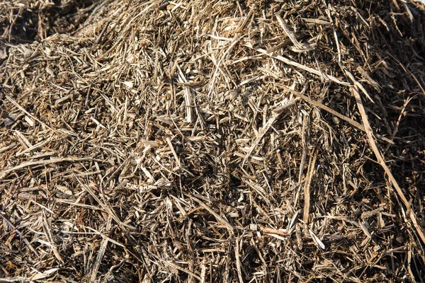Heap de gunoi uscat, iarbă în primăvară — Fotografie, imagine de stoc