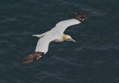 Yetişkin Gannet uçan