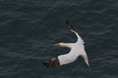 Gannet uçuşta yavaşlama