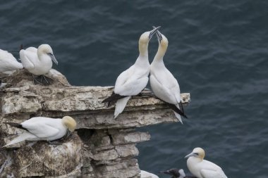 Yetişkin Gannets Kur