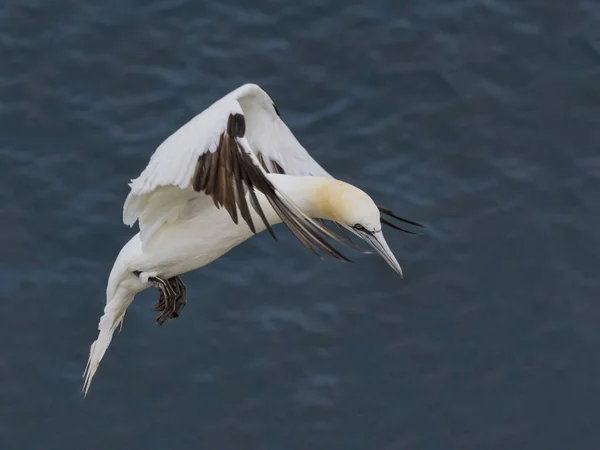 Gannet uçuşta hovering — Stok fotoğraf