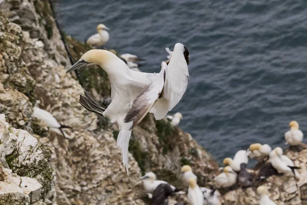 Gannet inmeye geliyor