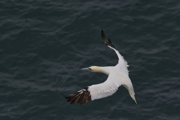 Gannet uçuşta yavaşlama — Stok fotoğraf