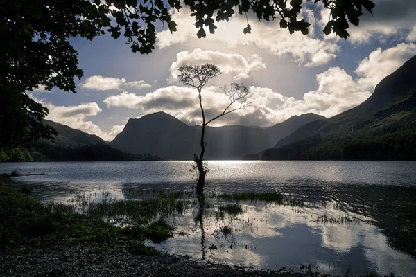 Buttermere tree — Stock Photo, Image