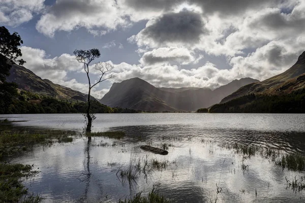 Buttermere tree — Stock Photo, Image