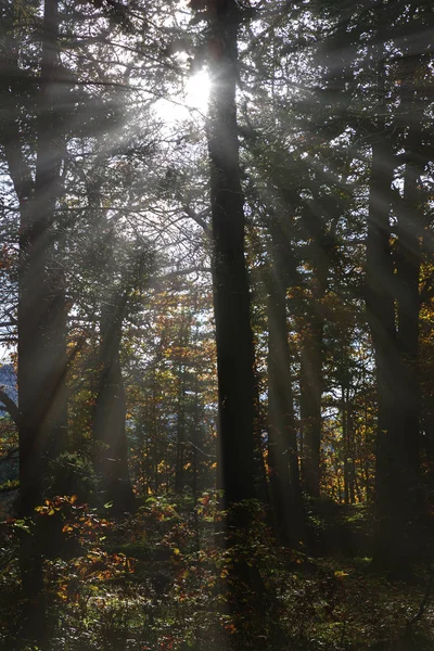 Raggi di sole — Foto Stock