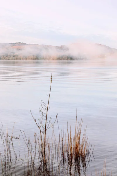 Misty Vroege Ochtend Riet Bij Lake Windermere Hoge Sleutel — Stockfoto