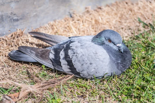 Серый голубь на траве — стоковое фото