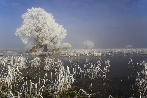 Frost sulak. 