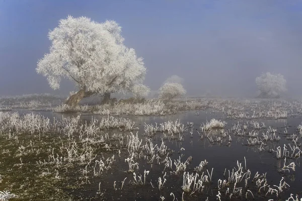 Wetlands in frost. — Stock Photo, Image