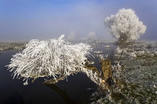 Frost sulak