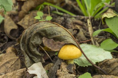 Geç sonbaharda bir ölü yaprak ile kaplı bir mantar.