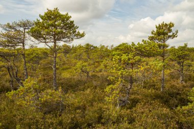 Yükseltilmiş bataklık tipik bir manzara. 