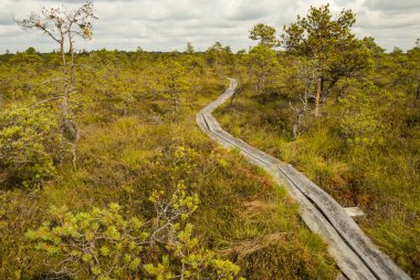 Ahşap bir yol boyunca tipik bataklık kaldırdı. 