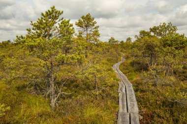 Ahşap bir yol boyunca tipik bataklık kaldırdı. 