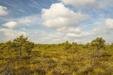 Yükseltilmiş bataklık tipik bir manzara. 