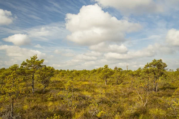 Yükseltilmiş bataklık tipik bir manzara. 