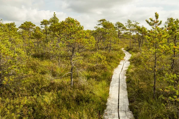 Ahşap bir yol boyunca tipik bataklık kaldırdı. 