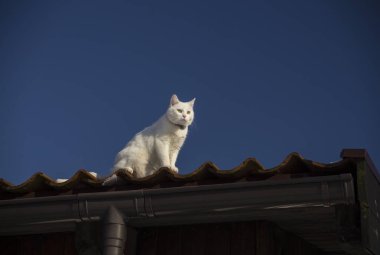 Koyu mavi gökyüzü arka planda bir çatı üzerinde beyaz bir kedi.