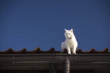 Koyu mavi gökyüzü arka planda bir çatı üzerinde beyaz bir kedi.