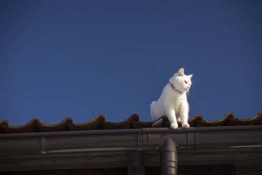 Koyu mavi gökyüzü arka planda bir çatı üzerinde beyaz bir kedi.