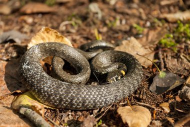 Bir güneşlenme erken ilkbahar güneşin altında soğuk kış sonra alarak bir çim yılan. 
