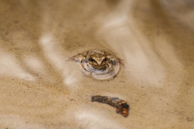 Kahverengi kurbağa su bahar