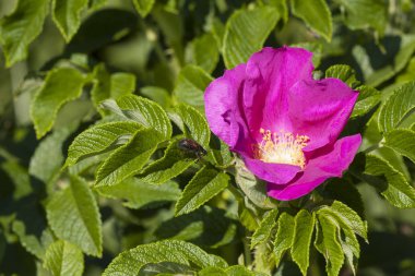 Çiçeklenme yabani gül. Yaprakları bir aromatik reçel için kek hazırlamak için kullanılır. 