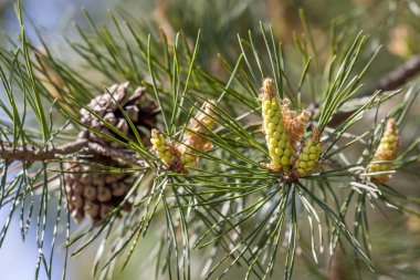 Genç sürgünler ve çam ağacı erken bahar çiçekleri. Bu parst olan bir doğal tıp akciğerler şifa bir siroup hazırlamak ve boğaz için kullanılan commondly.