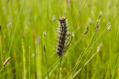 Bir kelebek bir saz (sulak alanlar üzerinde renkli bir larva iken)