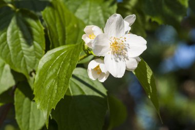 Yasemin - Yeşil çay için eklenen bir değerli bitki çiçek