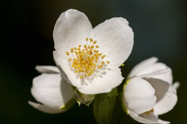 Yasemin - Yeşil çay için eklenen bir değerli bitki çiçek