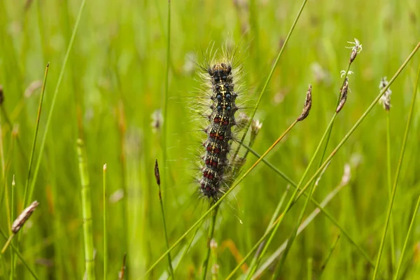 Bir kelebek bir saz (sulak alanlar üzerinde renkli bir larva iken)