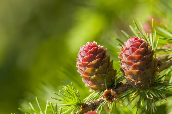 Young late spring cones of Larch growing in sunny places of forests of the Northern Hemisphere.