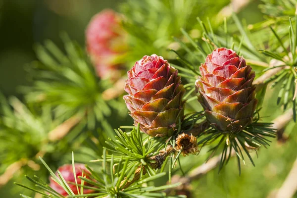 Young late spring cones of Larch growing in sunny places of forests of the Northern Hemisphere.