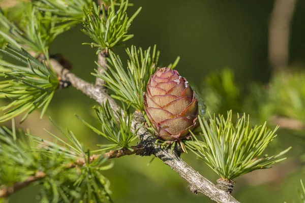 Jóvenes Conos Primavera Tardía Alerce Creciendo Lugares Soleados Bosques Del Fotos de stock