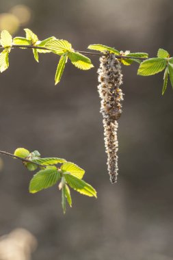 Avrupa Gürgen geç bahar çiçekleri