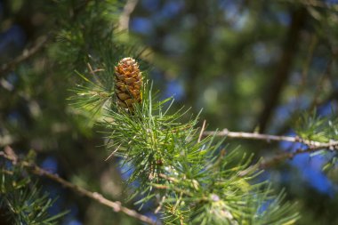 Genç geç Karaçam ormanları Kuzey Yarımküre güneşli yerlerde büyüyen koniler bahar. 