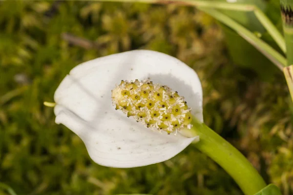 Yükseltilmiş peatbog (yakın çekim)-Marsh Calla bloomin beyaz. Bitkisel tıp alanında kullanılan zehirli bir bitki.