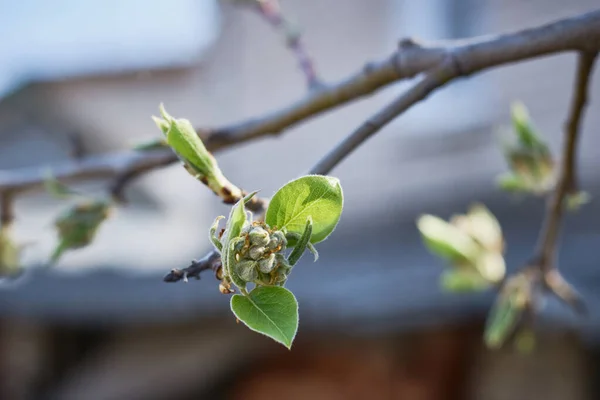 Apple Buds Bloom Sprin — Stock Photo, Image