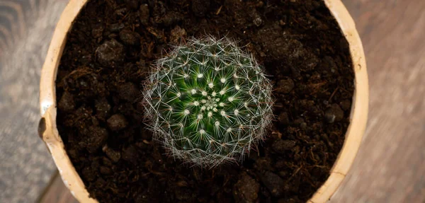 Kleiner Kaktus Mit Scharfen Nadeln Topf — Stockfoto