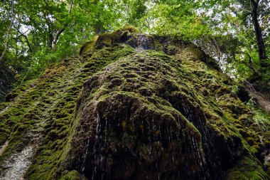 Kafkasya ormanındaki bir uçurumdan damlayan su