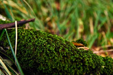 Eski dal yoğun yeşil yosunlarla kaplı.