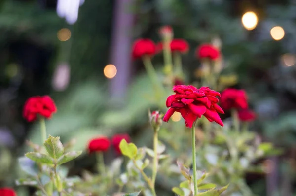 Červené růže v zahradě bokeh světle — Stock fotografie