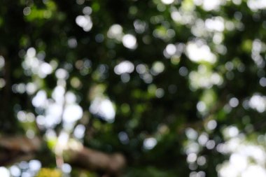 Bokeh Ormanı 'nın arka plan bulanıklığı. bahçe ve güneş ışığına sahip park, perspektifli arka plan için kullan